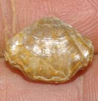  Rhynchonella oppeli 