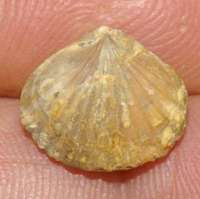  Rhynhonella subtilis 