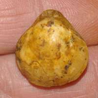  Terebratula fleischeri 
