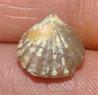  Rhynchonella balinensis 