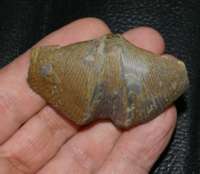  fossils brachiopods