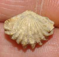  Rhynchonella acuticosta 