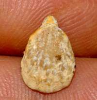  Rhynchonella perdix 