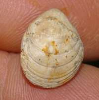  Terebratula   