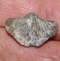  Eleutherokomma zarecznyi   