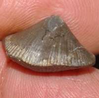  Cyrtospirifer minor 
