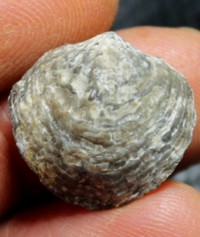 Spinatrypa semilukiana 