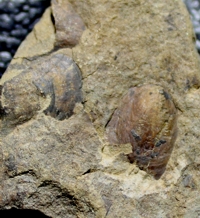  inarticulate brachiopod Barroisella