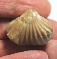  Lacunosella sp.