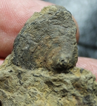  inarticulate brachiopods