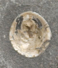  inarticulate brachiopods