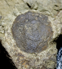  inarticulate brachiopods