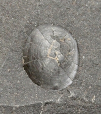  Orbiculoidea