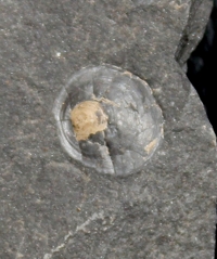  Orbiculoidea