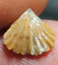  Jurassic, Callovian brachiopods