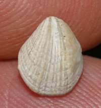 Dictyothyropsis roemeri Oxfordian brachiopod