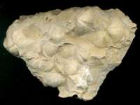  Euryspirifer paradoxus