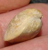 callovian brachiopod