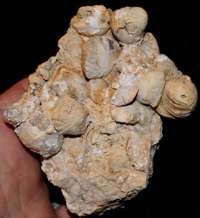  fossils brachiopods cluster