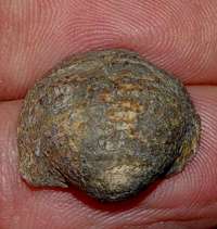  fossils brschiopods