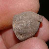 Rhynchonella subcordiformis, fossils brachiopods
