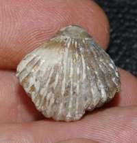  Lacunosella cracoviensis