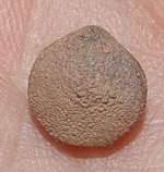 Devonian brachiopod, Schizophoria interstrialis
