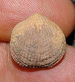 Devonian brachiopod.jpg
