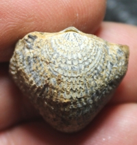 Atrypa depressa, fossils brachiopods 