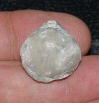  Rare brachiopod