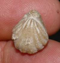 oxfordian brachiopod