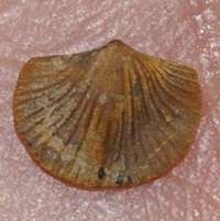  fossils bachiopods