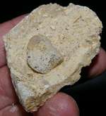 fossil brachiopod