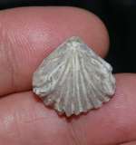 fossil brachiopod