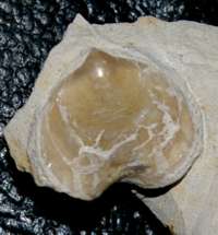 fossil brachiopod