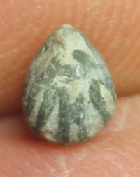 fossils brachiopods