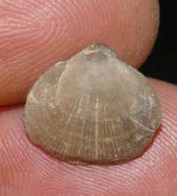 fossils brachiopods
