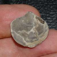 fossils brachiopods