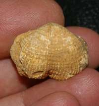 fossils brachiopods