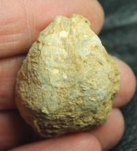 Echinoconchus alternatus