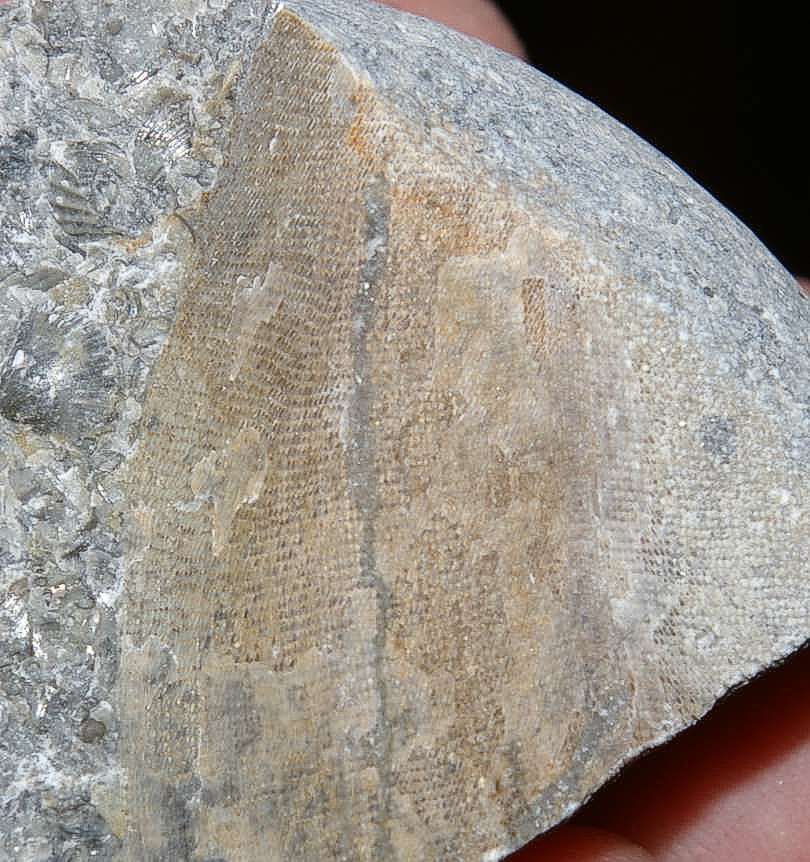 Fossils Bryzoans.jpg