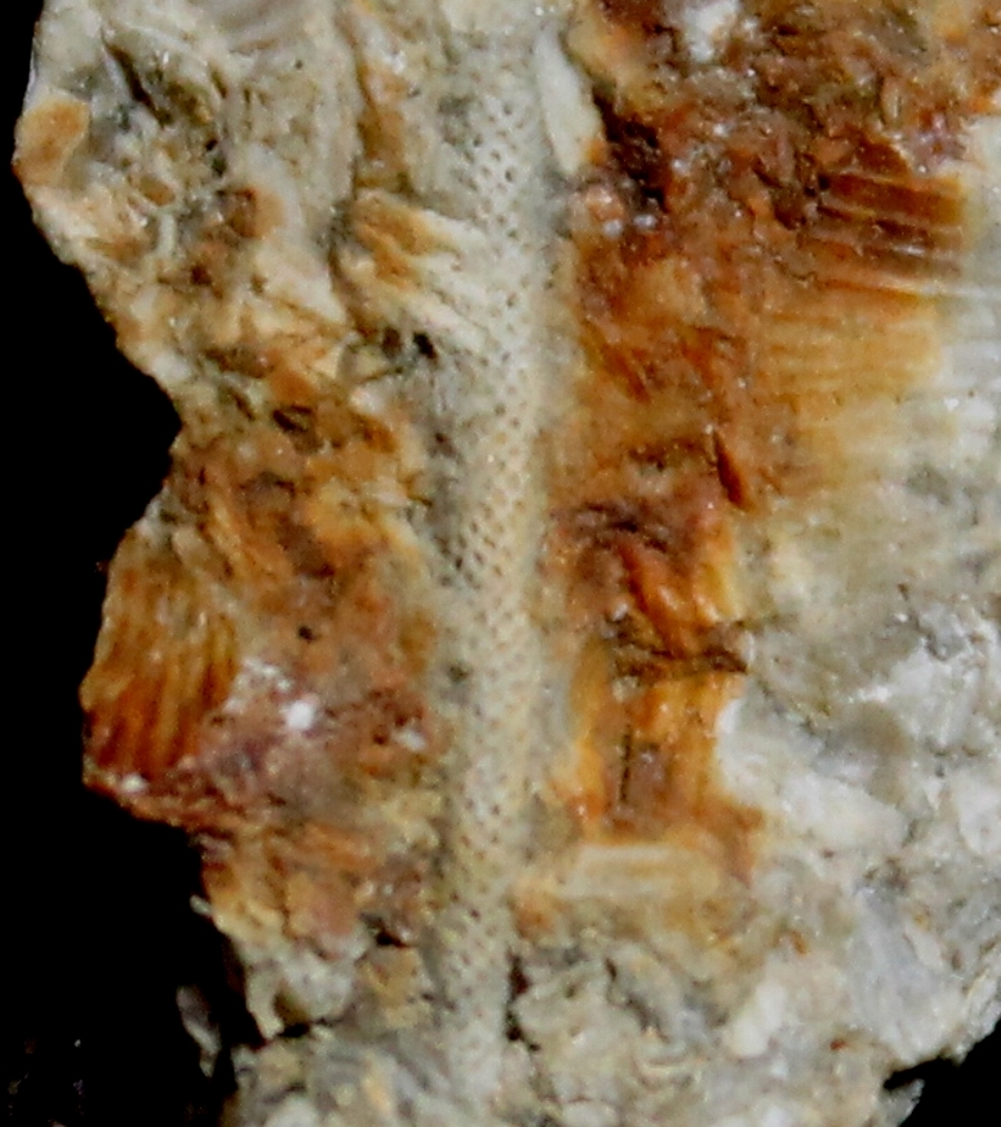 Fossil Bryzoan 
