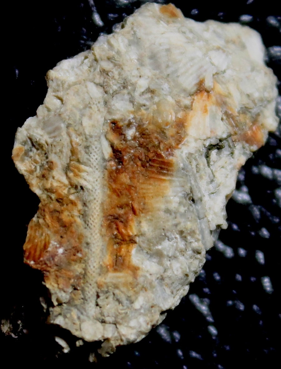 Silurian Bryzoans 