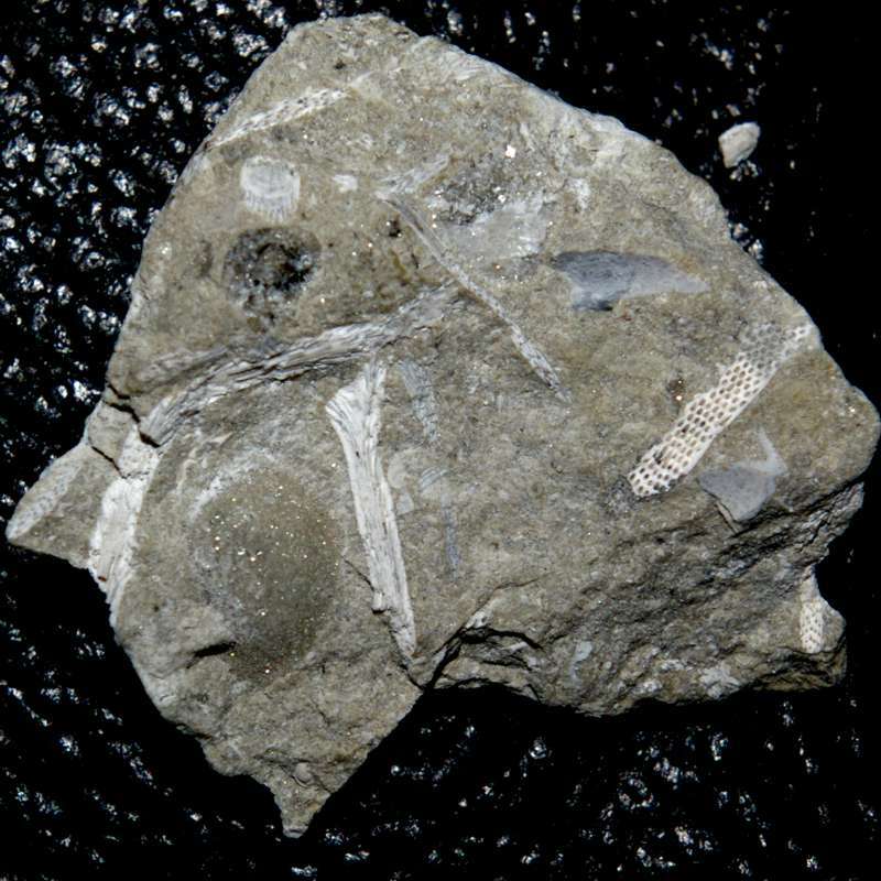 Fossil Bryzoan.jpg