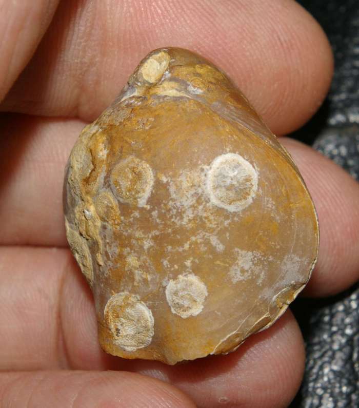 cyclostome bryozoans