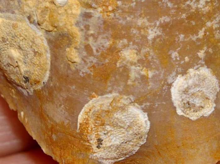 Kimmeridgian fossil
