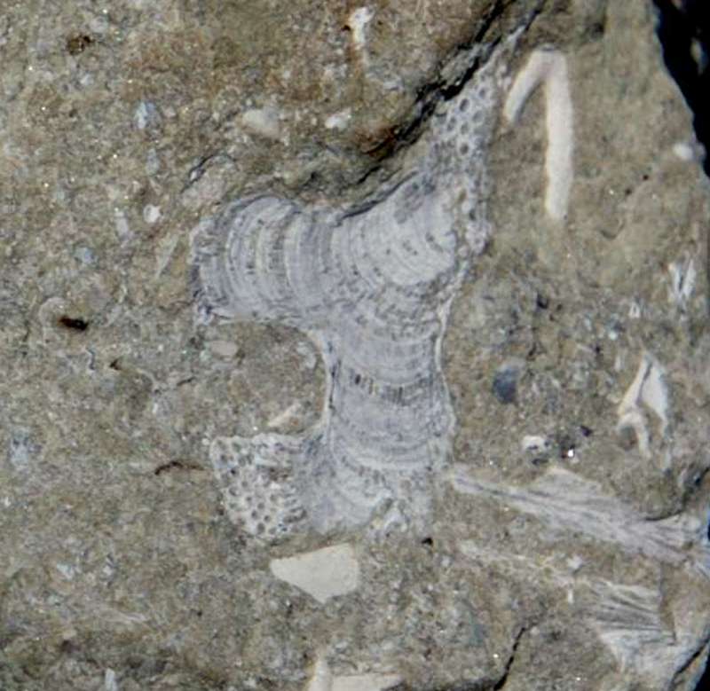 Fossil Bryzoan.jpg