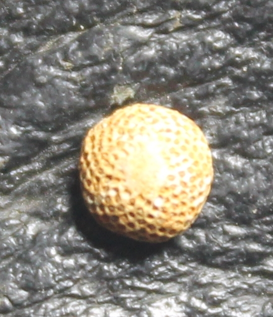 Fossil Bryzoan