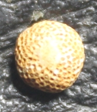 Trochopora conica