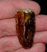 Genuine Baltic amber
